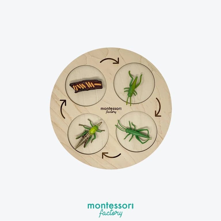 Montessori Factory 4-Fasen Levenscyclus Dienblad Sprinkhaan