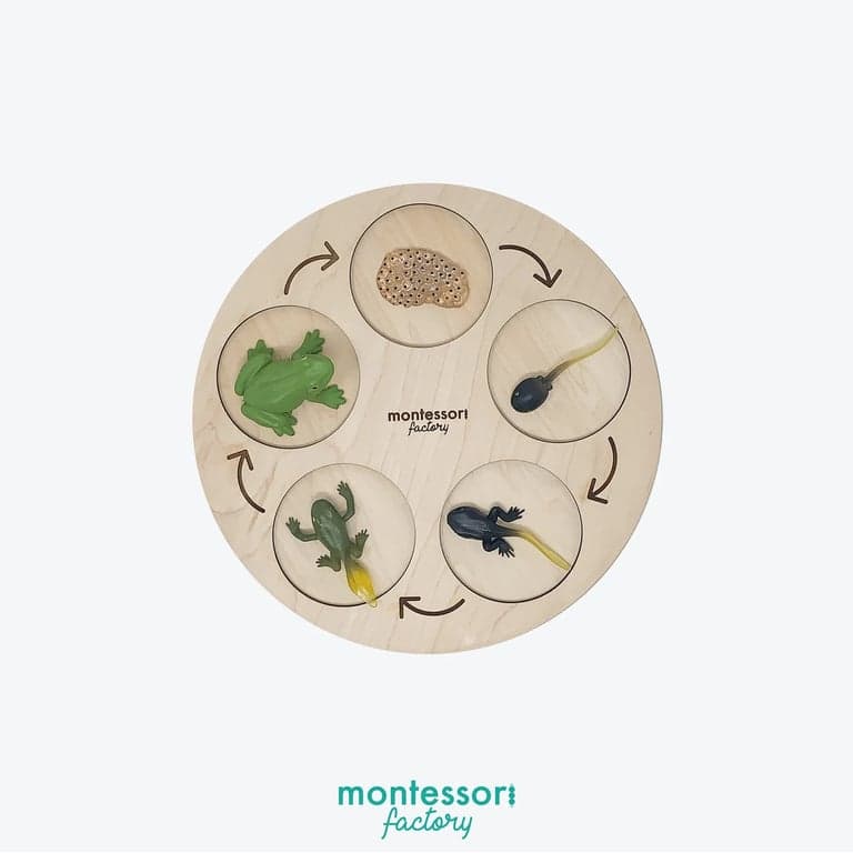Montessori Factory 4-Fasen Levenscyclus Dienblad Hommel