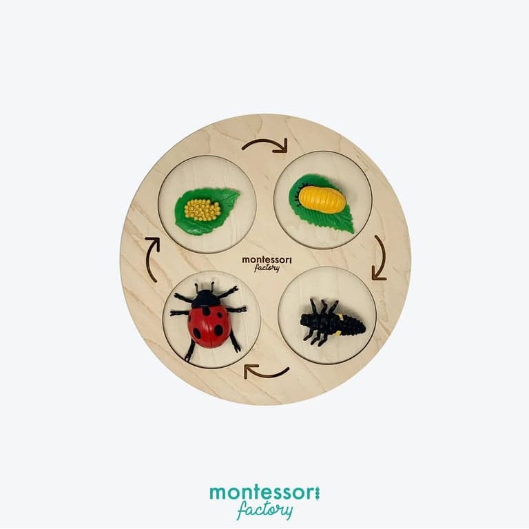 Montessori Factory 4-Fasen Levenscyclus Dienblad Lieveheersbeestje