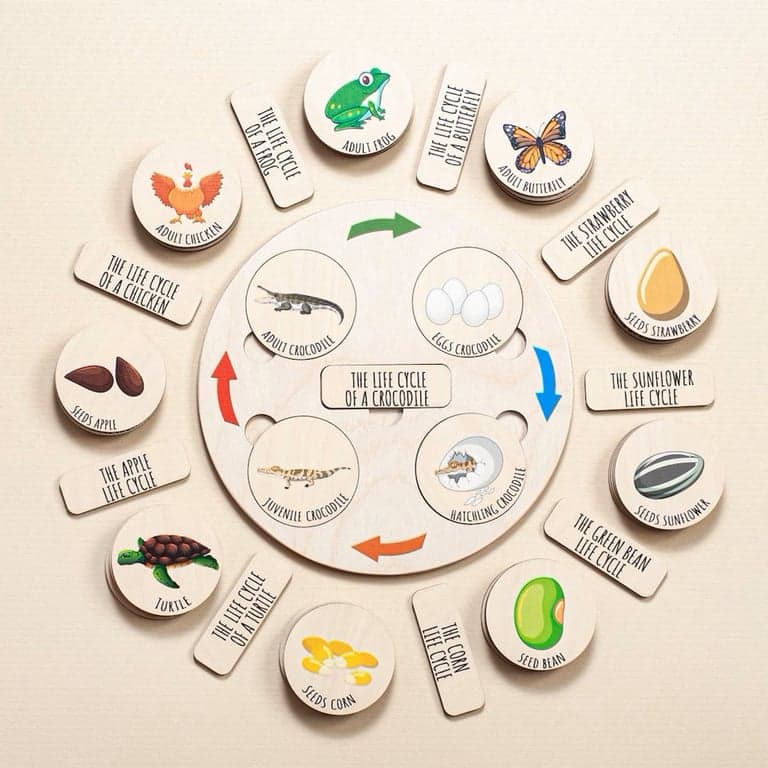 Fistik Puzzel Levenscyclus Dienblad Puzzel Alleen